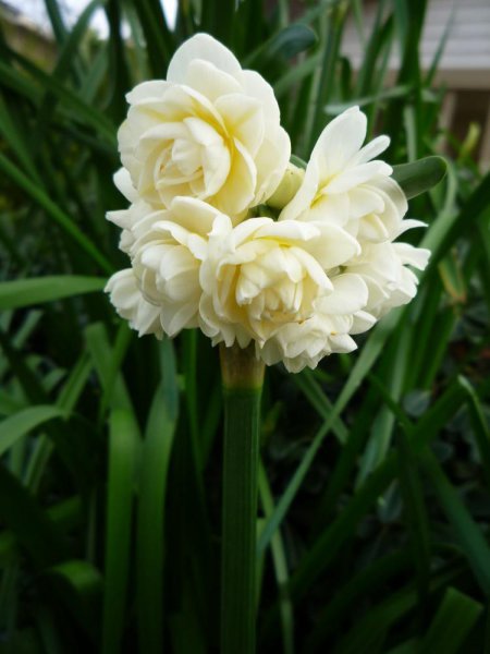 水仙花的花语是什么