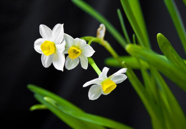 水仙花的花语是什么