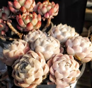 多肉植物哪种好 盘点10种必买多肉植物