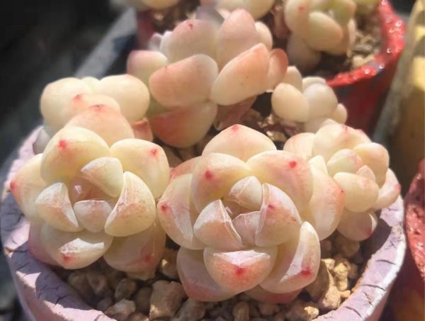 多肉植物哪种好