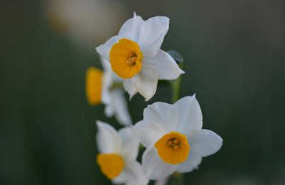 黄水仙花语是什么 黄水仙花的寓意和象征