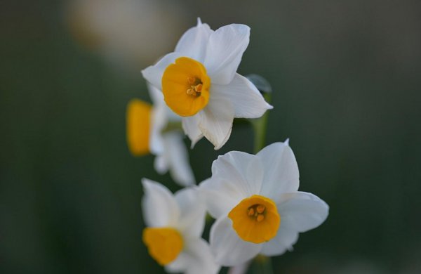黄水仙花语是什么
