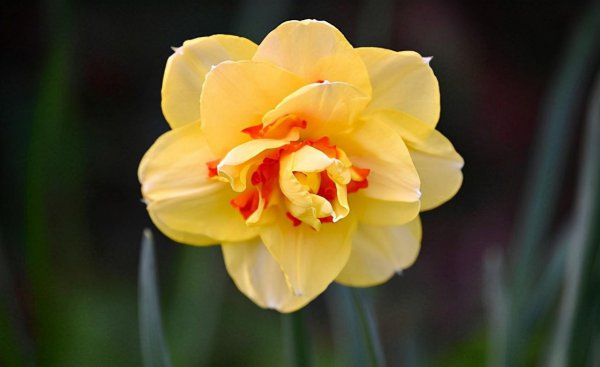 黄水仙花语是什么
