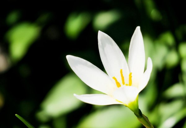 黄水仙花语是什么