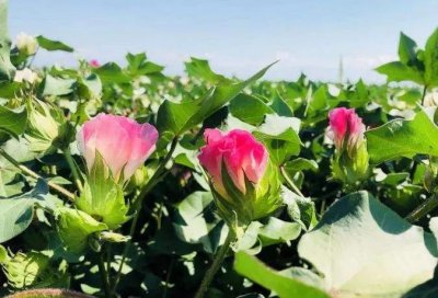 棉花花语是什么 简述棉花的寓意和象征意义
