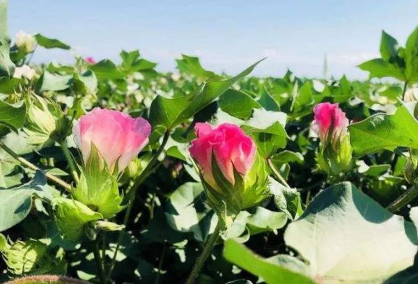 棉花花语是什么