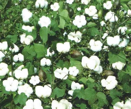 棉花花语是什么