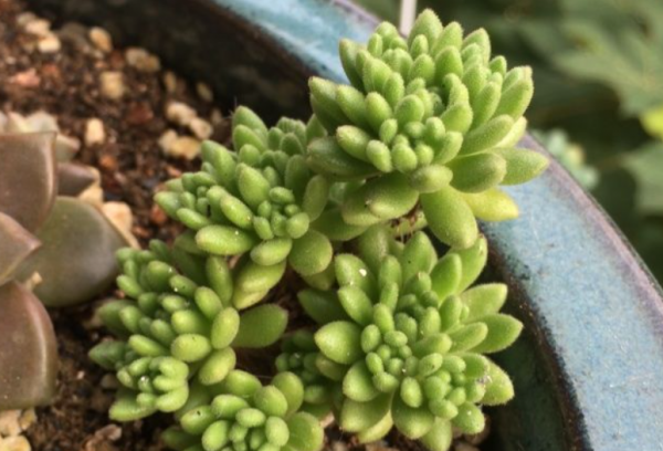 多肉植物长什么样子
