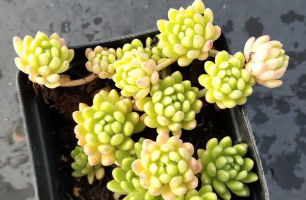 多肉植物长什么样子