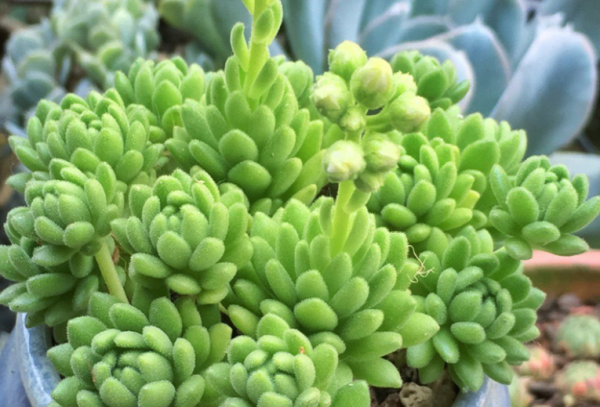 多肉植物长什么样子