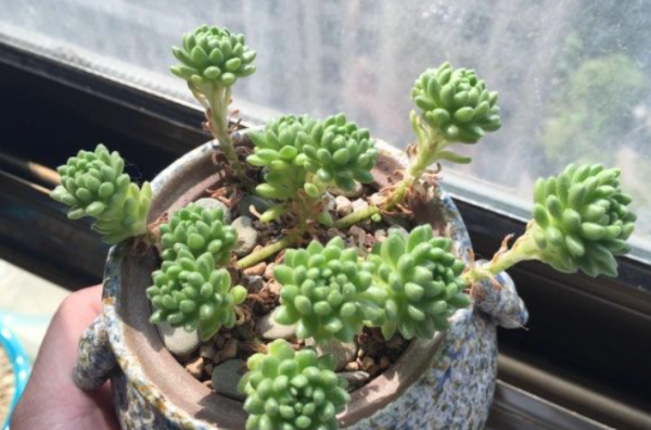多肉植物长什么样子
