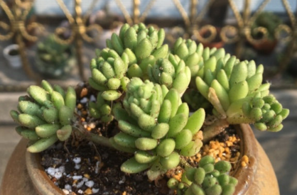 多肉植物长什么样子