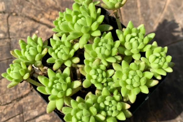多肉植物长什么样子