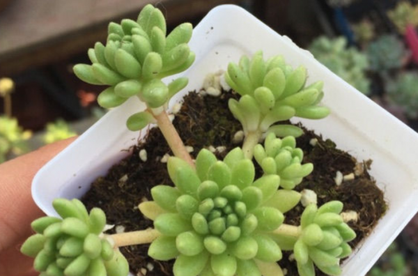 多肉植物长什么样子
