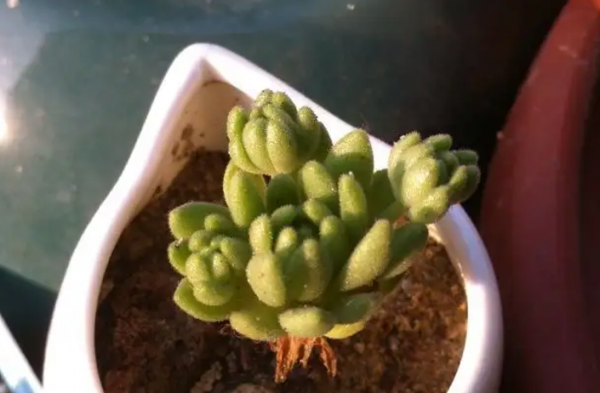 多肉植物长什么样子