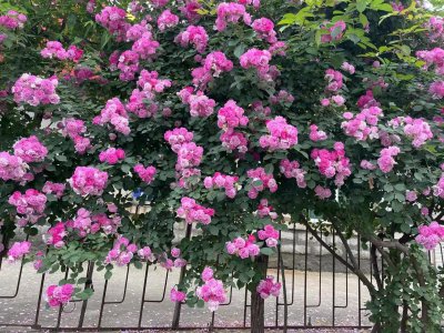 蔷薇花的花语是什么 简述蔷薇花的代表意义