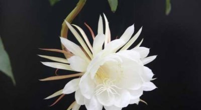 昙花象征着什么意思 昙花的花语和象征意义