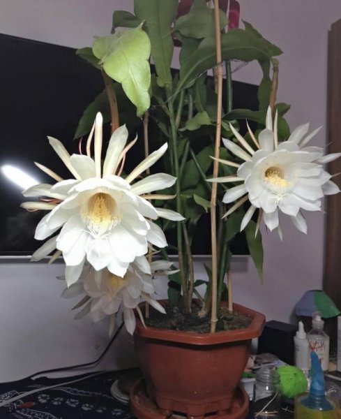 昙花象征着什么意思