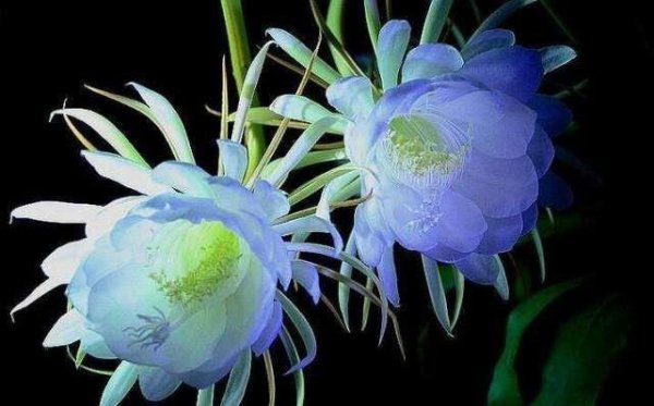 昙花象征着什么意思