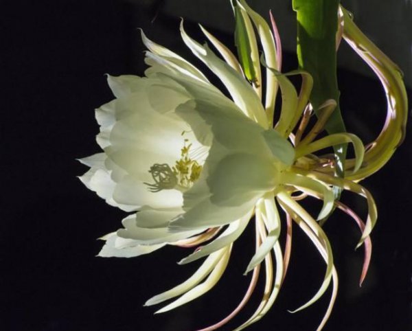 昙花象征着什么意思