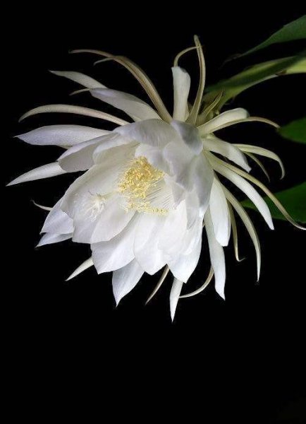 昙花象征着什么意思