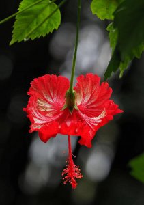 红色扶?；ǖ幕ㄓ锸鞘裁?扶桑花寓意详解