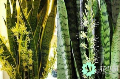 虎皮兰的花语和寓意是什么 虎皮兰的花语及代表意义