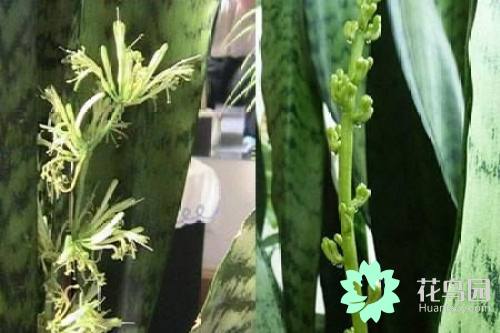 虎皮兰的花语和寓意是什么
