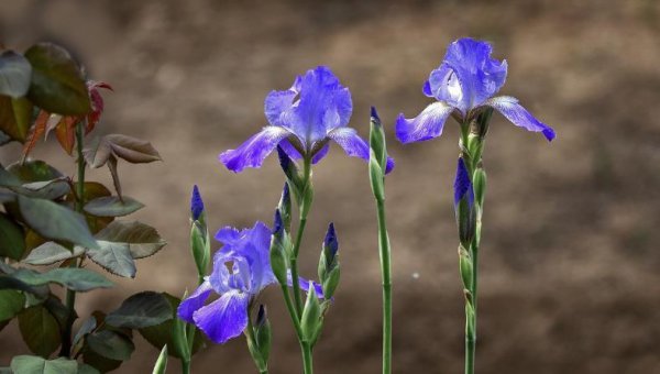 紫色鸢尾花寓意什么