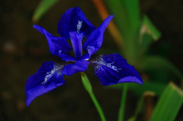 紫色鸢尾花寓意什么