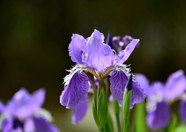紫色鸢尾花寓意什么