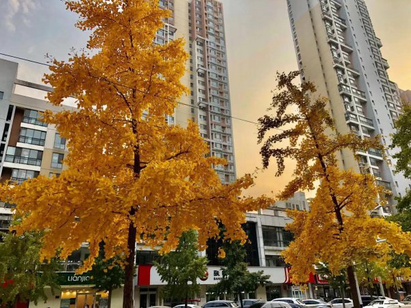 银杏树的寓意和花语是什么