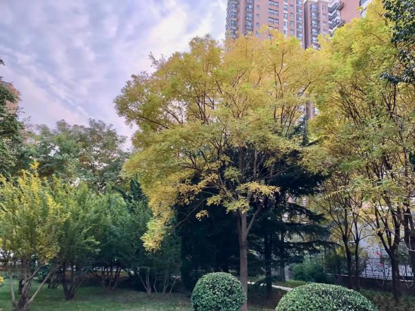 银杏树的寓意和花语是什么
