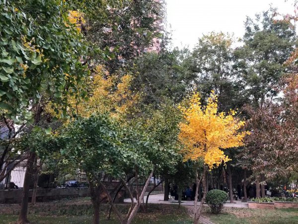 银杏树的寓意和花语是什么