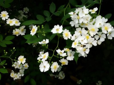 白色蔷薇花有什么寓意 关于白色蔷薇花的花语