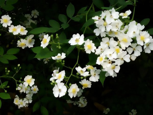 白色蔷薇花有什么寓意