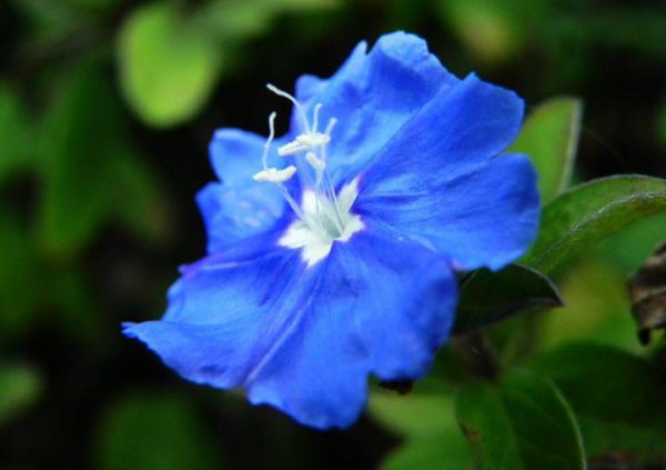 蓝星花的花语是什么