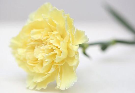 康乃馨的花语是什么