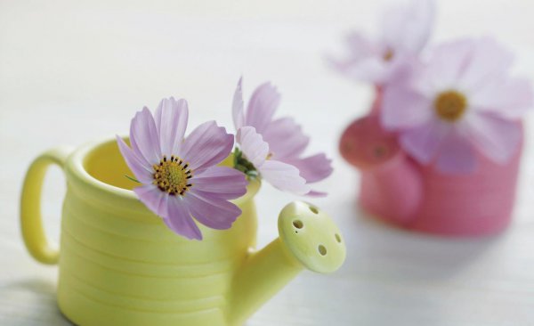 波斯菊花语是什么