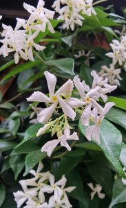 风车茉莉的花语是什么 小风车的寓意及象征
