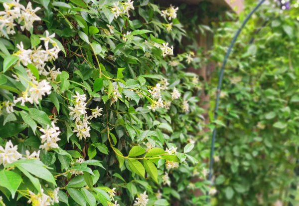 风车茉莉的花语是什么