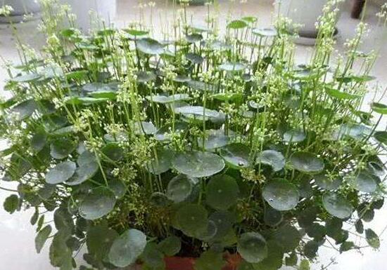 铜钱草的花语是什么意思