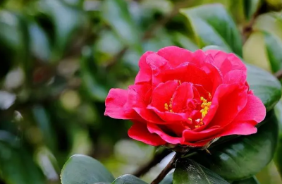 山茶花花语是什么意思 山茶花的寓意和象征