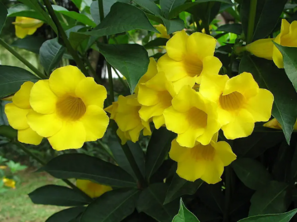 山茶花花语是什么意思
