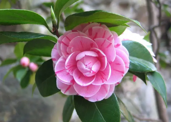 山茶花花语是什么意思