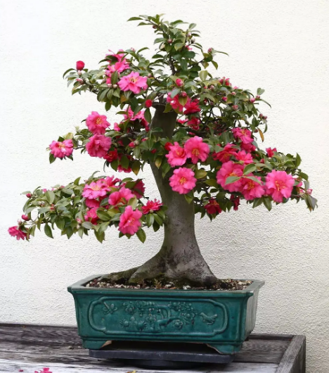 山茶花花语是什么意思