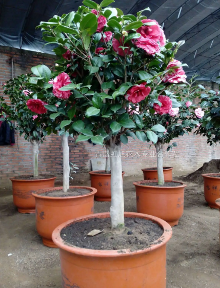 山茶花花语是什么意思