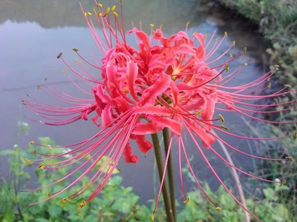 彼岸花寓意什么意思