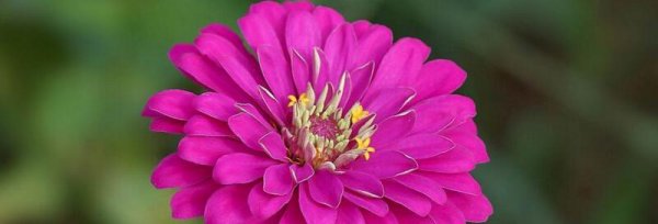 象征着友谊的花是什么花