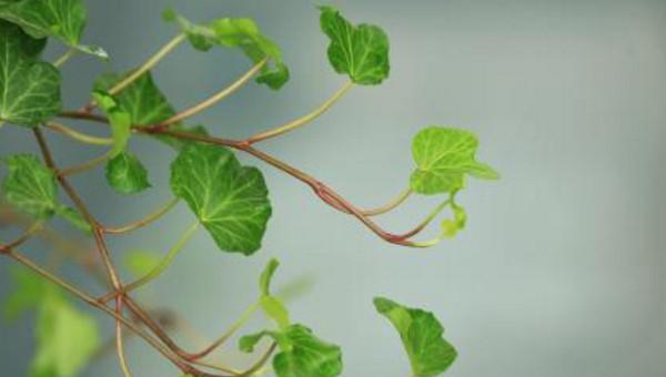 象征着友谊的花是什么花
